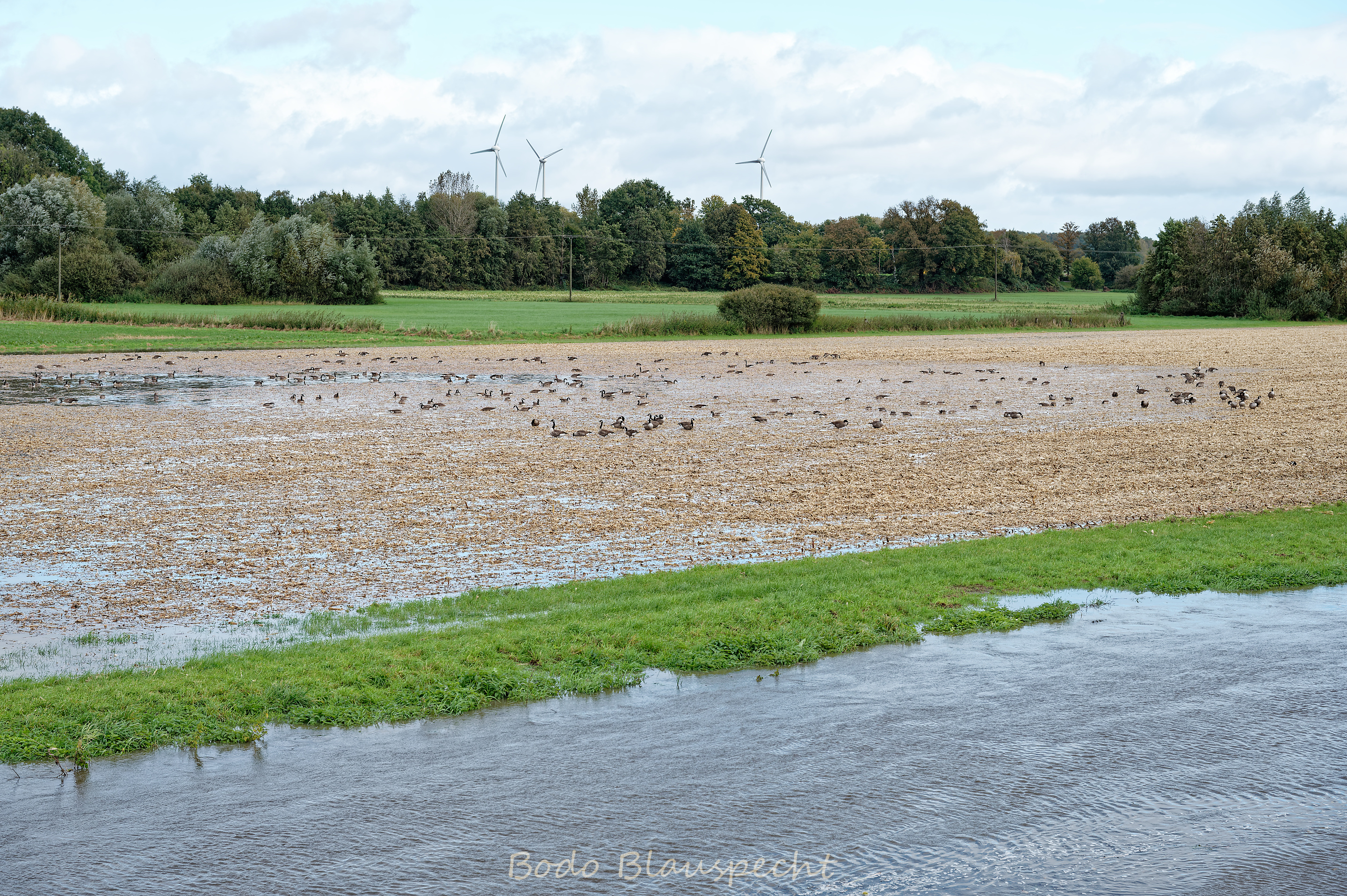 Hochwasser   Steveraue   2024.10.10 12.53 192 WEB